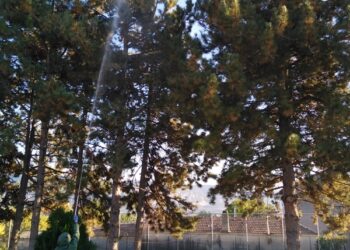 Δήμος Κοζάνης: Εργασίες φυτοπροστασίας σε δέντρα