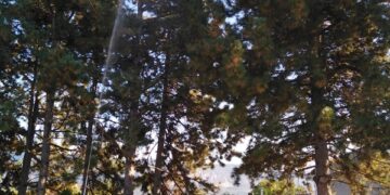 Δήμος Κοζάνης: Εργασίες φυτοπροστασίας σε δέντρα