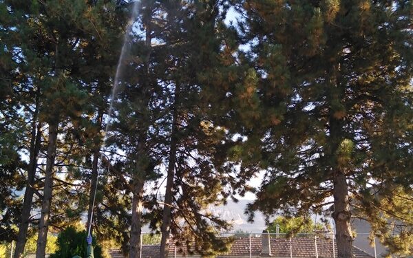 Δήμος Κοζάνης: Εργασίες φυτοπροστασίας σε δέντρα