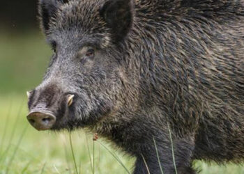 Αγριογούρουνο τραυμάτισε στο πόδι 65χρονο κυνηγό σε περιοχή ανάμεσα σε Σκαφίδι και Βατερό