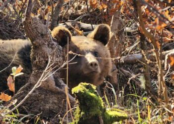 Αρκούδα πνίγηκε όταν μπήκε σε φυτώριο στην Καστοριά