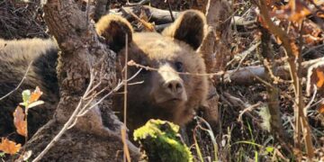 Αρκούδα πνίγηκε όταν μπήκε σε φυτώριο στην Καστοριά