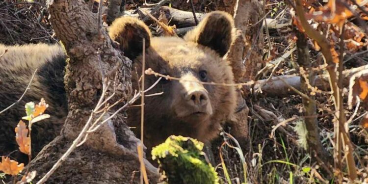 Αρκούδα πνίγηκε όταν μπήκε σε φυτώριο στην Καστοριά