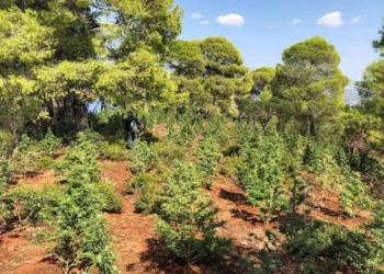 Αλμυρός Βόλου: Εποχικός πυροσβέστης «εγκέφαλος» κυκλώματος με 2 τόνους χασίς