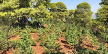 Αλμυρός Βόλου: Εποχικός πυροσβέστης «εγκέφαλος» κυκλώματος με 2 τόνους χασίς