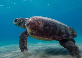 Καρέτα Καρέτα