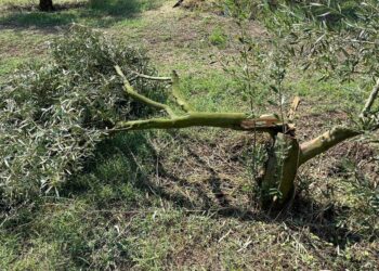 Σέρβια: Σημαντικές ζημιές στους ελαιώνες Ιμέρων από την χαλαζόπτωση του Σαββάτου