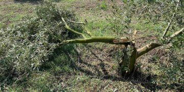 Σέρβια: Σημαντικές ζημιές στους ελαιώνες Ιμέρων από την χαλαζόπτωση του Σαββάτου
