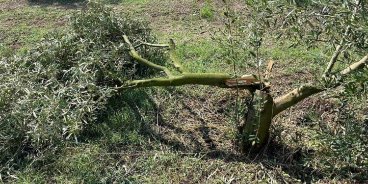 Σέρβια: Σημαντικές ζημιές στους ελαιώνες Ιμέρων από την χαλαζόπτωση του Σαββάτου