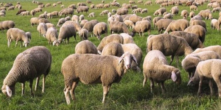 Κεραυνός σκότωσε 150 ζώα σε κτηνοτροφική μονάδα