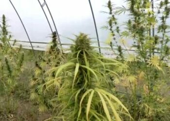 Καστοριά: Τσάι, έλαια και αλοιφές από βιομηχανική κάνναβη