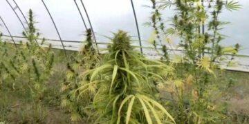 Καστοριά: Τσάι, έλαια και αλοιφές από βιομηχανική κάνναβη