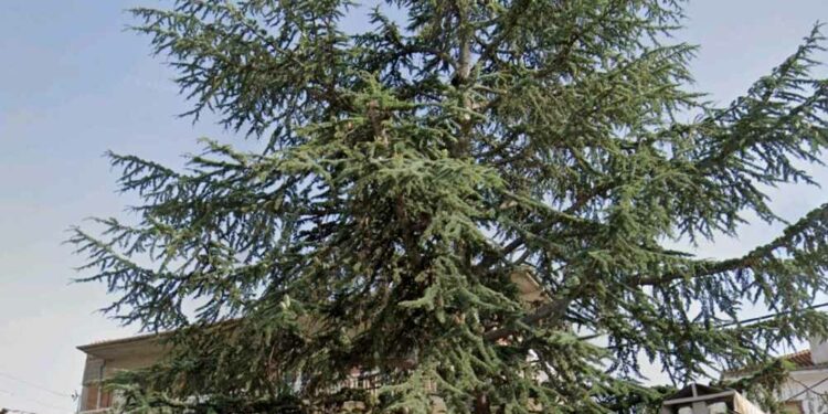 Νεάπολη: Κοπή και αντικατάστασή του κέδρου στον πεζόδρομο