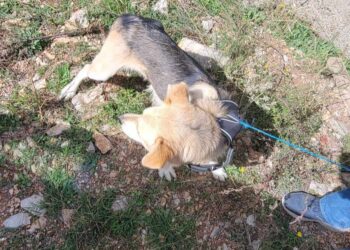 Βρέθηκε στη Γαλατινή ο εικονιζόμενος σκύλος