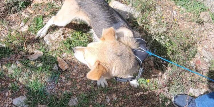 Βρέθηκε στη Γαλατινή ο εικονιζόμενος σκύλος