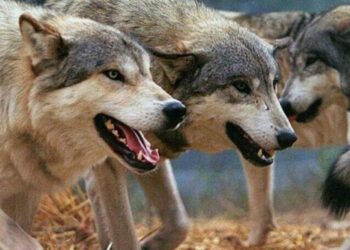 Πτολεμαΐδα: Λύκος θανάτωσε κυνηγετικό σκύλο κατά τη διάρκεια άσκησης θήρας