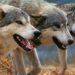 Πτολεμαΐδα: Λύκος θανάτωσε κυνηγετικό σκύλο κατά τη διάρκεια άσκησης θήρας