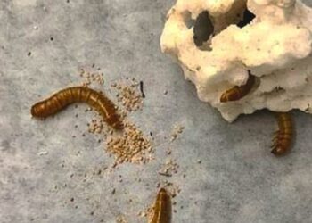 Το σκουλήκι που μπορεί να σώσει τον… κόσμο: Τρώει και χωνεύει πλαστικό – Τι λένε οι επιστήμονες