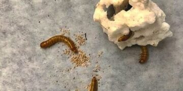 Το σκουλήκι που μπορεί να σώσει τον… κόσμο: Τρώει και χωνεύει πλαστικό – Τι λένε οι επιστήμονες