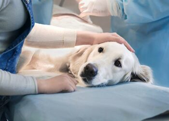 Δήμος Κοζάνης: Δωρεάν στειρώσεις αδέσποτων ζώων συντροφιάς και δεσποζόμενων ζώων ευπαθών κοινωνικών ομάδων στις 13, 14 και 15 Νοεμβρίου 2024