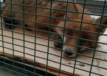 Επιχείρηση διάσωσης τραυματισμένου ζώου στην Εγνατία Οδό