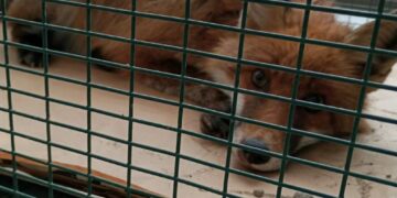 Επιχείρηση διάσωσης τραυματισμένου ζώου στην Εγνατία Οδό