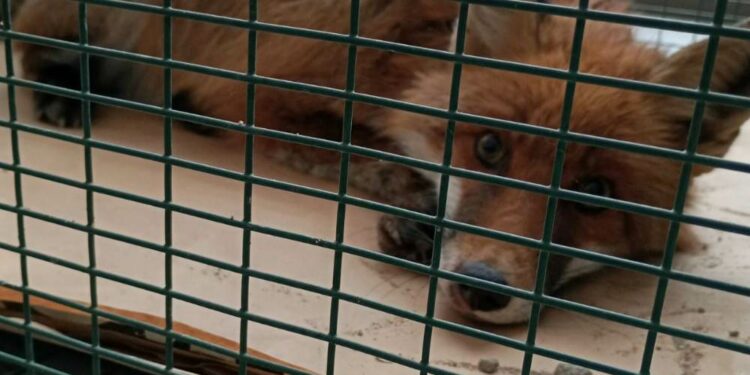 Επιχείρηση διάσωσης τραυματισμένου ζώου στην Εγνατία Οδό