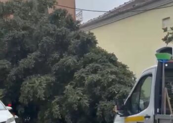 Σιάτιστα: Έφτασε το πελώριο Χριστουγεννιάτικο δέντρο.  Βίντεο