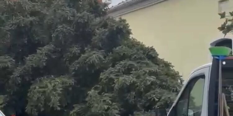 Σιάτιστα: Έφτασε το πελώριο Χριστουγεννιάτικο δέντρο.  Βίντεο