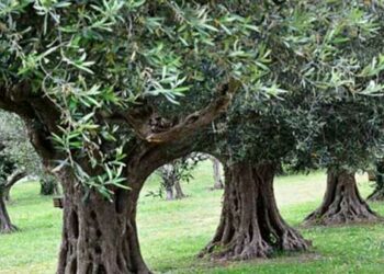 Χωρίς ίχνος ντροπής… Ρήμαξαν χωράφι με ελιές στον Βαθύλακκο