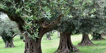 Χωρίς ίχνος ντροπής… Ρήμαξαν χωράφι με ελιές στον Βαθύλακκο