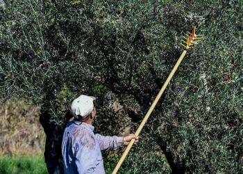 Πήγε στο χωράφι και είδε να του…ραβδίζουν τις ελιές