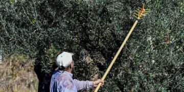 Πήγε στο χωράφι και είδε να του…ραβδίζουν τις ελιές
