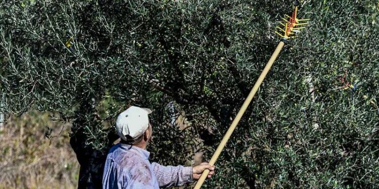 Πήγε στο χωράφι και είδε να του…ραβδίζουν τις ελιές