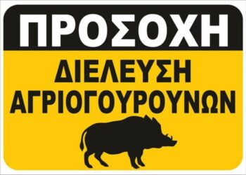 Δήμος Βοΐου: Κίνδυνος από διελεύσεις αγριογούρουνων στην περιοχή της Γαλατινής 