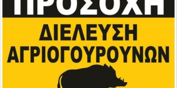 Δήμος Βοΐου: Κίνδυνος από διελεύσεις αγριογούρουνων στην περιοχή της Γαλατινής 