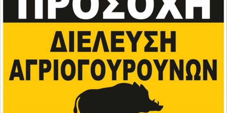 Δήμος Βοΐου: Κίνδυνος από διελεύσεις αγριογούρουνων στην περιοχή της Γαλατινής 