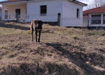 Στειρώσεις αδέσποτων στο Λουκόμι  Βοΐου – Ευχαριστήριο των κατοίκων