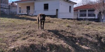 Στειρώσεις αδέσποτων στο Λουκόμι  Βοΐου – Ευχαριστήριο των κατοίκων