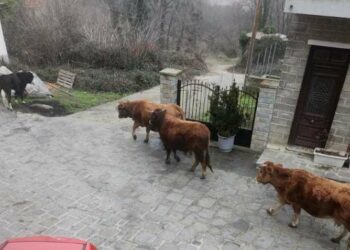 Δήμος Βοΐου: Επεβλήθη πρόστιμο σε Κτηνοτρόφο για μη επιτήρηση των ζώων 