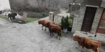 Δήμος Βοΐου: Επεβλήθη πρόστιμο σε Κτηνοτρόφο για μη επιτήρηση των ζώων