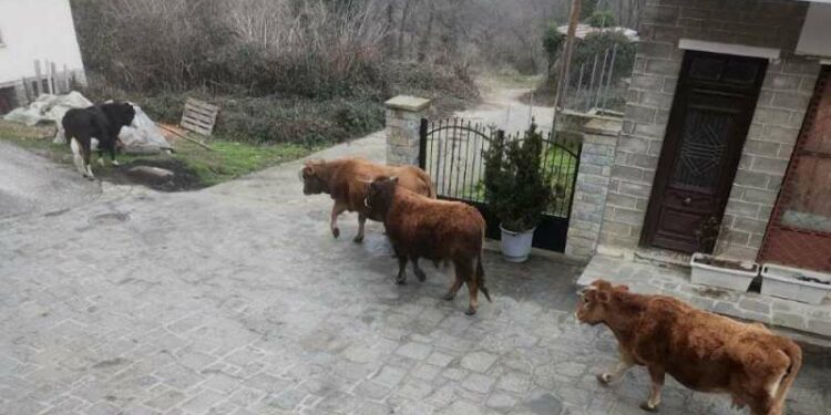 Δήμος Βοΐου: Επεβλήθη πρόστιμο σε Κτηνοτρόφο για μη επιτήρηση των ζώων