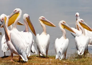 Ανίχνευση ιού της γρίπης των πτηνών σε πελεκάνους στην Π.Ε. Φλώρινας