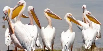 Ανίχνευση ιού της γρίπης των πτηνών σε πελεκάνους στην Π.Ε. Φλώρινας