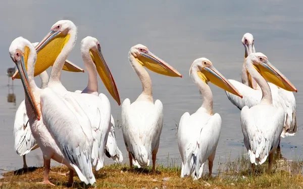 Ανίχνευση ιού της γρίπης των πτηνών σε πελεκάνους στην Π.Ε. Φλώρινας