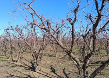 Δυτική Μακεδονία: Μεγάλες ζημιές από τον παγετό σε δενδροκαλλιέργειες στην Εορδαία και στο Αμύνταιο