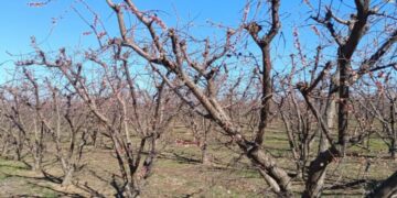 Δυτική Μακεδονία: Μεγάλες ζημιές από τον παγετό σε δενδροκαλλιέργειες στην Εορδαία και στο Αμύνταιο