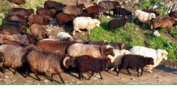 Αγροτικός Κτηνοτροφικός Συνεταιρισμός Βοΐου: Ημερίδα για το Σαρακατσάνικο πρόβατο