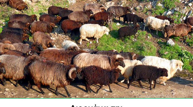 Αγροτικός Κτηνοτροφικός Συνεταιρισμός Βοΐου: Ημερίδα για το Σαρακατσάνικο πρόβατο