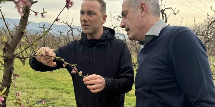 Επίσκεψη του βουλευτή ΠΕ Κοζάνης Στάθη Κωνσταντινίδη σε ροδακινοπαραγωγούς του Βελβεντού